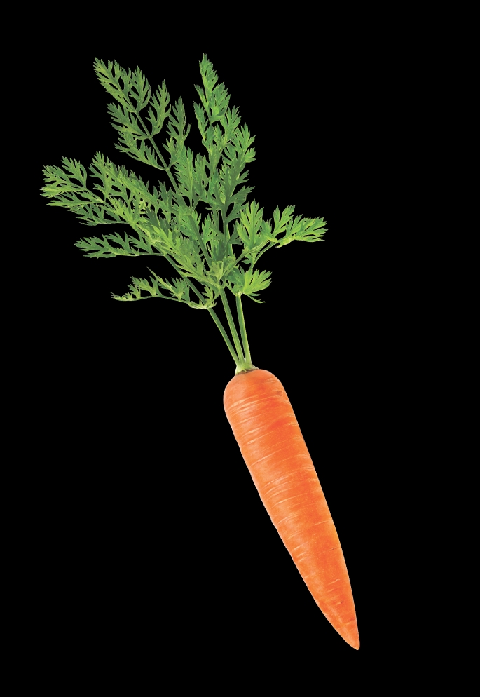 Carrot
